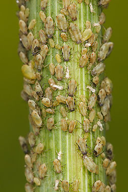 Aphids, a spring plague here in southern spain, how to recognise and treat.